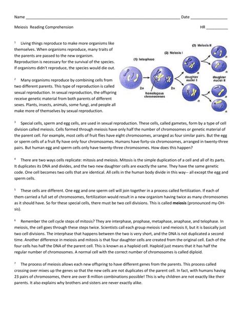 Mitosis Reading Amoeba Sisters Meiosis Worksheet