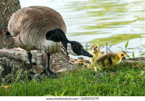 103 Baby Geese Newly Hatched Images, Stock Photos & Vectors | Shutterstock