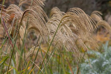 Miscanthus Nepalensis Or Himalayan Fairy Grass Photographed At Rhs