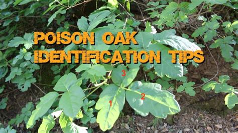 Poison Oak - Basic Identification - YouTube