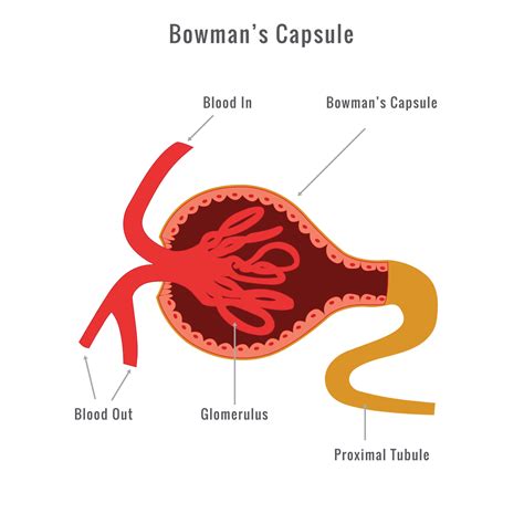 Bowman capsule vector image, Glomerulus Bowman's capsule 23587360 Vector Art at Vecteezy