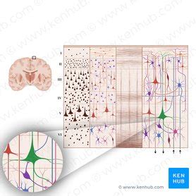 Cerebral Cortex Cytoarchitecture And Layers Kenhub