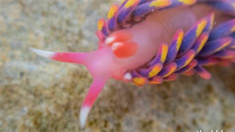 An 'extremely rare' rainbow sea slug was spotted along the coast of ...