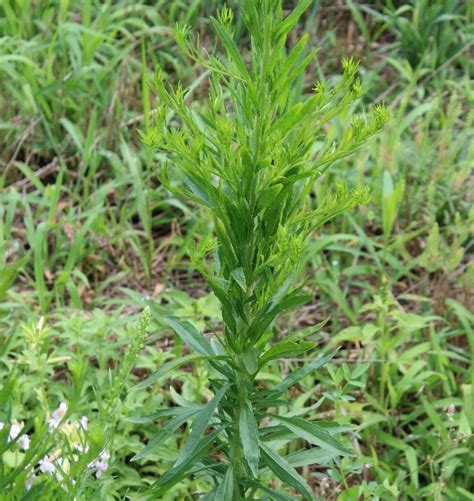 Identifying weed hosts for Asiatic garden beetles - Field Crops