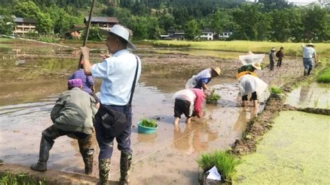 达州通川：抢抓农时，秧田水满插秧忙手机新浪网