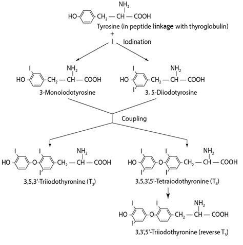 Image:Synthesis of Thyroid Hormones-Merck Manual Professional Edition