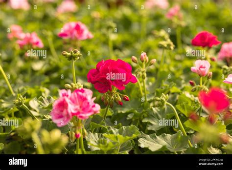 Pelargonio En Invernadero Fotograf As E Im Genes De Alta Resoluci N Alamy