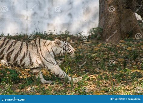 The White Tiger India - White Tiger Cubs Maul Keeper To Death In India ...