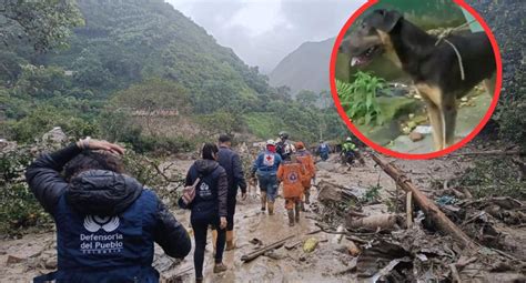 Trotski El Perro Que Salv A Una Familia De Quedar Sepultada Por Una