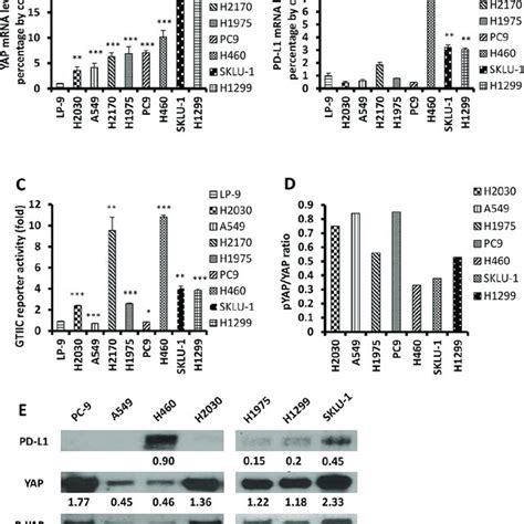 Yap And Pd L1 Expression In H460 Sklu 1 And H1299 Cell Lines After