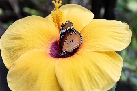 Borboleta Em Uma Flor De Hibisco Amarelo Foto Premium