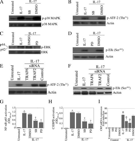 Il 17 Stimulates Crp Expression Via P38 Mapk And Erk12 In Hep3b Cells