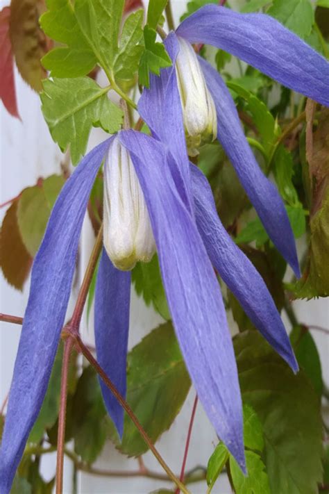 Buy Blue Dance Alpina Clematis Vine Free Shipping Wilson Bros