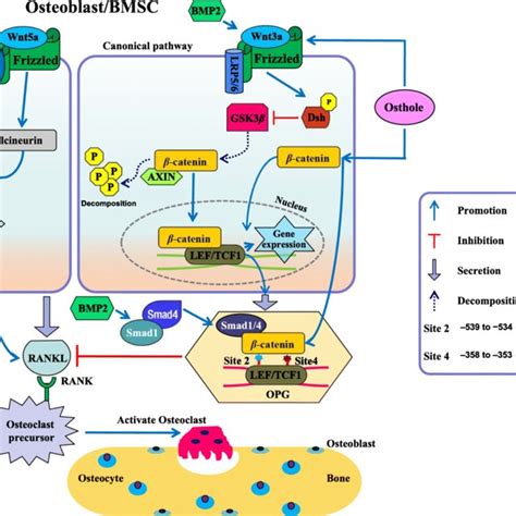 Schematic Of The Mechanism Underlying Osthole Mediated Inhibition Of