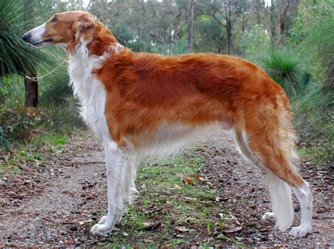 Red Borzoi Store | www.danzhao.cc