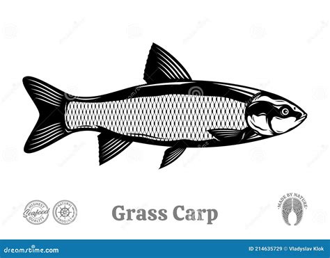 Grass Carp Black Hand Drawn Realistic Outline Vector Image