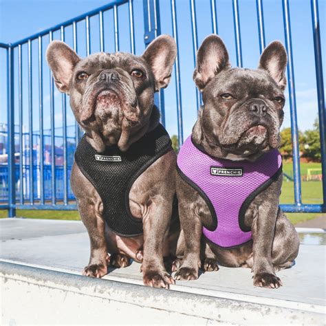 Julius French Bulldog Harness - Frenchiestore Reversible Dog Health