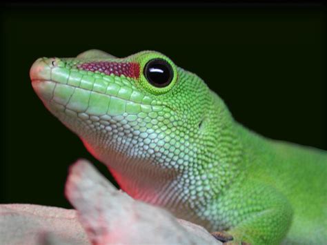 Geico Gecko Giant Day Gecko Scott Kinmartin Flickr