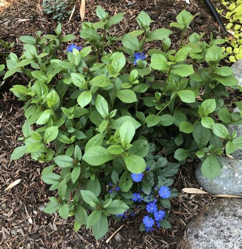 Hardy Plumbago | A Tree Garden