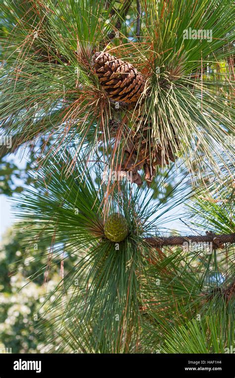 Longleaf pine cone Stock Photo - Alamy