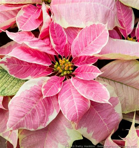 Bright Pink Poinsettias :: Beautiful Flower Pictures Blog