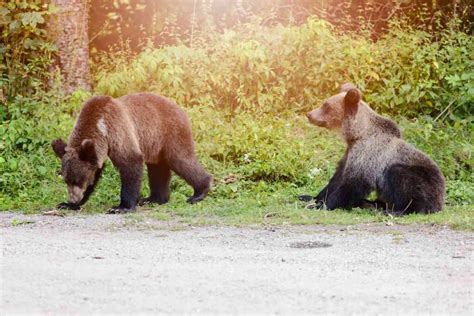 I Cuccioli Di Amarena Stanno Ripercorrendo I Percorsi Fatti Con La Loro