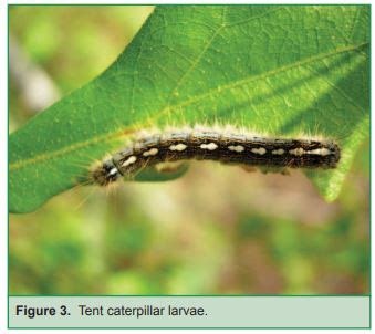 Forest Tent Caterpillars in the Trees - Brazoria