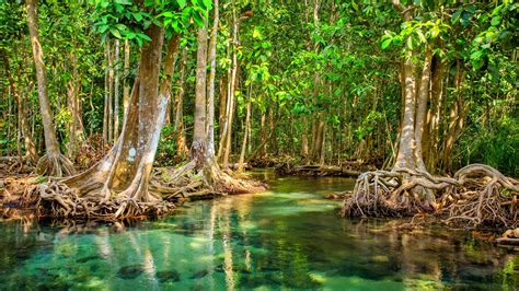 Mangrove forest reveals ancient climate change effects - Earth.com