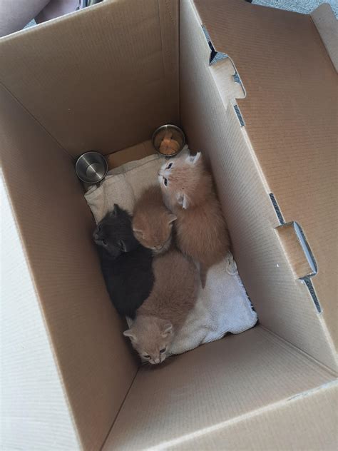 Found these adorable babies : r/kittens