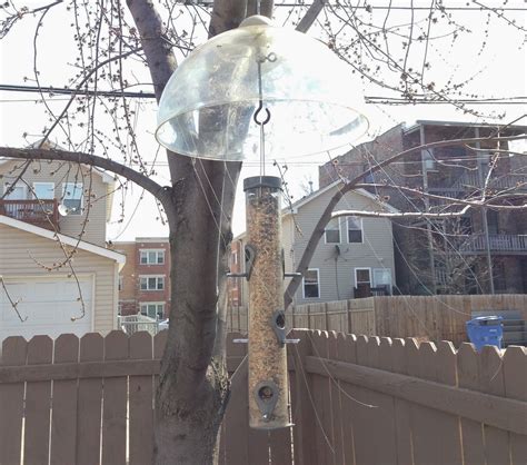 How To Keep Sparrows Off Your Birdfeeder John Fixes Stuff