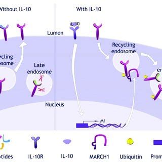 (PDF) Targeting the MHC Class II antigen presentation pathway in cancer ...