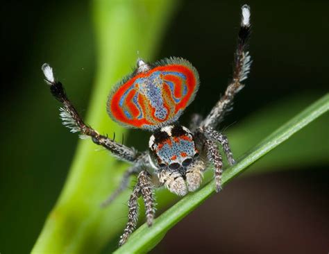 Maratus elephans: The peacock spider with an elephant on its butt - CNET