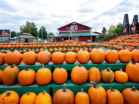 Top Pumpkin Patches In America That Offer Fall Fun For The Entire Hot Sex Picture