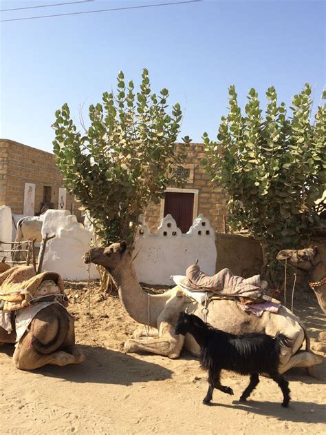 Khuri Village - Camel and Goat