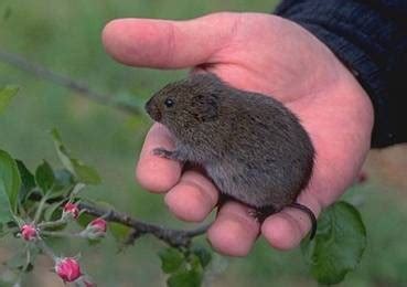 Meadow Vole Facts Identification And Control