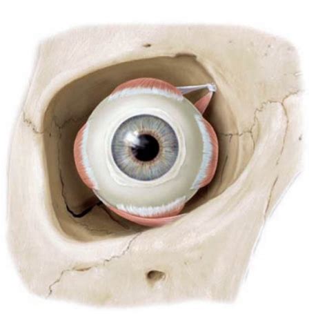 52 Extraocular Muscles Right Orbit Anterior View Diagram Quizlet