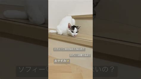 Shorts おやすみ 猫catlover ロディーアンドソフィー 癒し猫 回転猫 おもしろ動画 かわいい猫 動物（犬