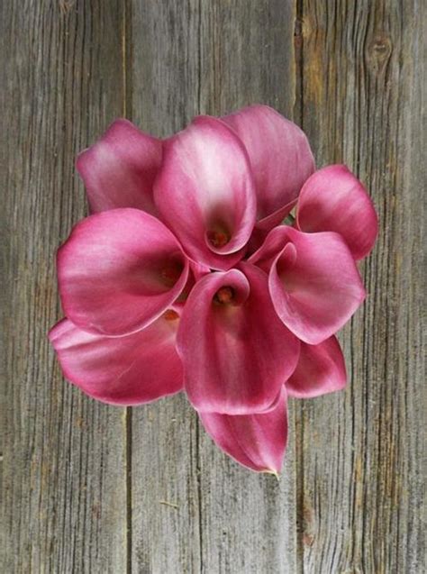 Wholesale Garnet Glow Dark Hot Pink Mini Callas Delivered Online FlowerFarm
