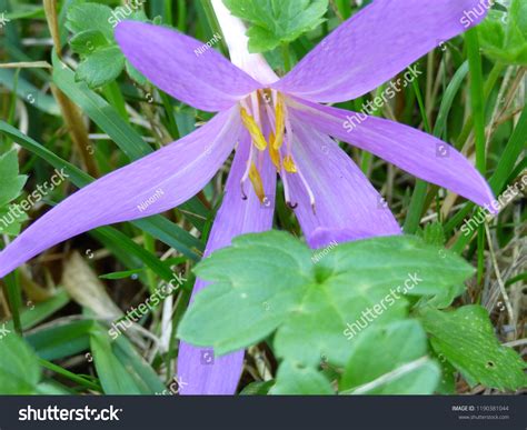 Botany Mauve Flower Called Naked Lady Stock Photo Shutterstock