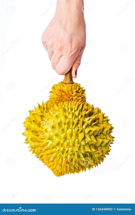 Hand Holding Sharp Durian Tropical Fruit Isolated Stock Photo Image