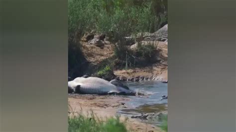 两条尼罗鳄的死亡翻滚表演 鳄鱼 尼罗鳄 动物世界腾讯视频