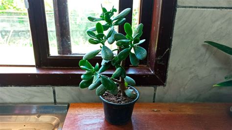 Cultivo De Plantas De Interior De Jade Consejos Para El Cuidado Y