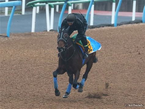 ショウナンマグマ Shonan Magma 競走馬データベース 競馬ラボ