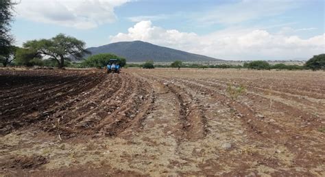 La Agricultura De Conservación En El Semidesierto Cimmyt