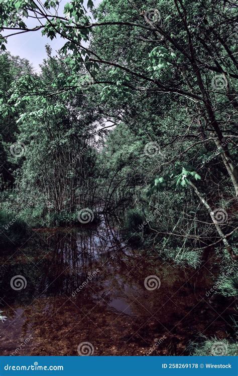 Big Shallow Puddle In The Forest By Lush Green Trees Stock Photo