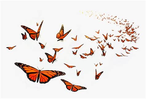 Monarch Butterfly Flight Orange Middle School Insect - Flying Monarch ...