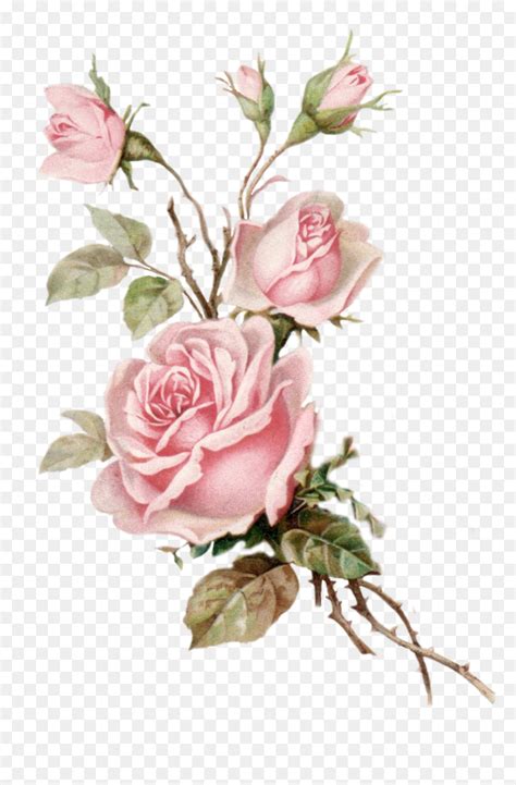 rose roses art aesthetic aesthetictumblr aestheticsticker pink