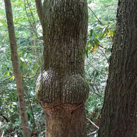 20 Trees That Look Like Butts Gallery Ebaums World