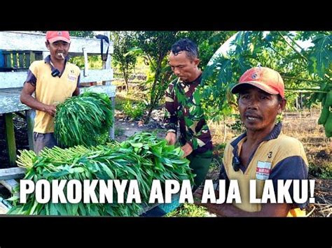 PANEN SETIAP HARI DARI LAHAN PAK ARIS PURWANTO WARGA TRANSMIGRASI ASAL