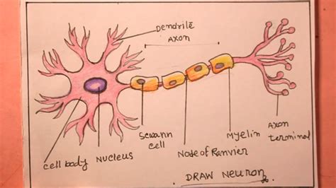 How To Draw Structure Of Neuron Neuron Diagram Labelled Diagram Of